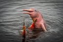 055 Brazilie, Manaus, roze dolfijn